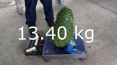 Graviola Gigante - Morata - Annona muricata - comprar online