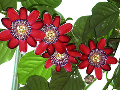 Maracujá Doce - Passiflora alata - Plantamundo