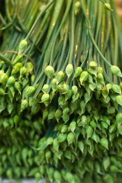 Nirá -Alho japonês - Cebolinha chinesa - - Plantamundo