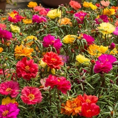 Onze Horas Dobrada - Portulaca grandiflora na internet