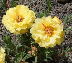 Onze Horas Dobrada - Portulaca grandiflora - Plantamundo