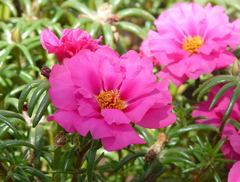 Onze Horas Dobrada - Portulaca grandiflora - comprar online