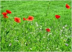 Papoula das Searas - Papoula Vermelha - Papoila - Papaver rhoeas - comprar online