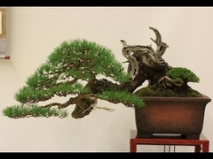 Pinus Pinaster - Planta Picnogenol - Pinheiro Europeu - árvore ou bonsai - comprar online
