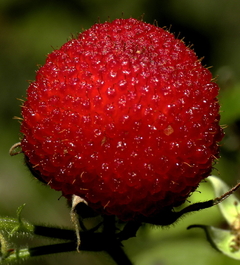 Amora vermelha - Amora brasileira - Rubus rosifolius