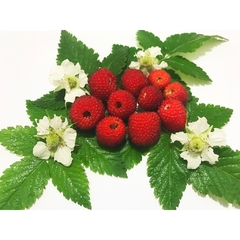 Amora vermelha - Amora brasileira - Rubus rosifolius - comprar online
