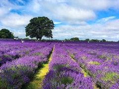 Alfazema verdadeira - Lavanda - Lavandula angustifolia na internet