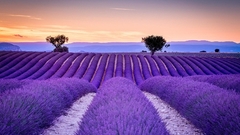 Alfazema verdadeira - Lavanda - Lavandula angustifolia - comprar online