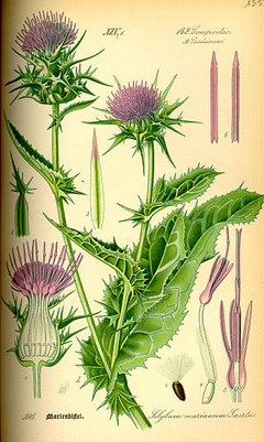 Cardo Mariano - Silybum marianum - Plantamundo