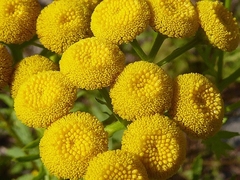 Tanaceto - Tanacetum vulgare