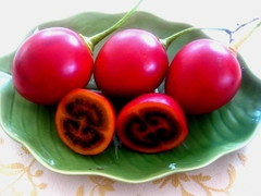 Tamarillo - Tamarilho - Tomate de Árvore - Cyphomandra betacea