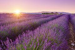 Alfazema verdadeira - Lavanda - Lavandula angustifolia - Plantamundo