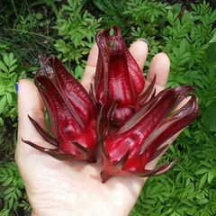 Vinagreira - Caruru Azedo - Hibisco sabdariffa variedade frutos gigantes!