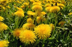 Dente de leão - Dandelium - Taraxatum officinale