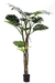 Monstera deliciosa XL - comprar online