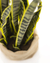 Sansevieria M 68 cm - tienda online