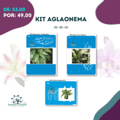 Kit Aglaonema - comprar online