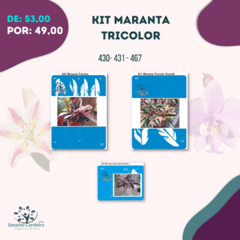 Kit Maranta Tricolor