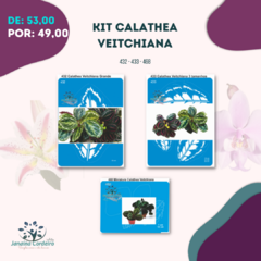 Kit Calathea Veitchiana