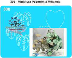 306 - Miniatura Peperomia Melancia