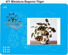 471 - Miniatura Begonia Tiger