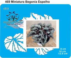 469 - Miniatura Begonia Espelho