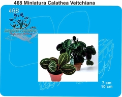 468 - Miniatura Calathea Veitchiana