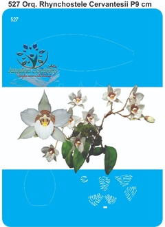 527 - Orquídea Rhynchostele Cervantesii P (9cm)