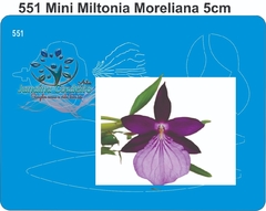 551 - Mini Miltonia Moreliana (5cm)