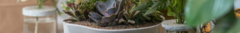 Banner de la categoría MINI JARDINES