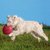 Frisbee Trixie de Goma Natural Flotante para Perros