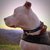 Collar Ruffwear Crag Reflectivo