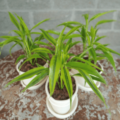 Dracaena Sanderiana Gold - comprar online