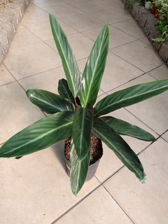 Calathea Stromanthe Triostar - Vivero Mario