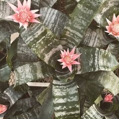 Aechmea Fasciata - tienda online