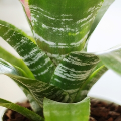 Aechmea Fasciata en internet