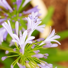 Agapanthus