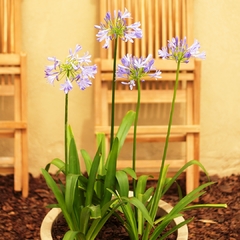 Agapanthus - comprar online