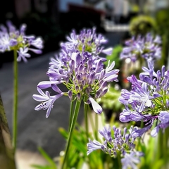 Agapanthus - tienda online