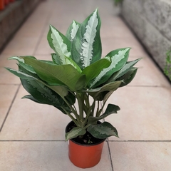 Aglaonema Pattaya en internet