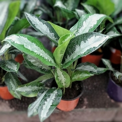 Aglaonema Pattaya - comprar online