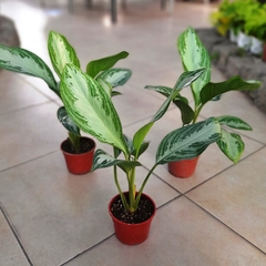 Aglaonema Silver Bay en internet