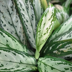 Aglaonema Silver Queen en internet