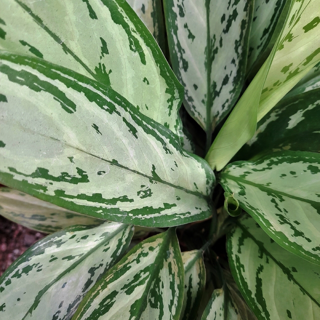 Aglaonema Silver Queen Comprar En Vivero Mario