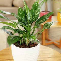 Aglaonema María - comprar online