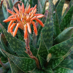 Aloe Maculata - comprar online