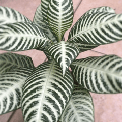 Aphelandra Variegada - comprar online