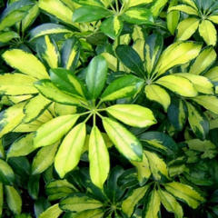 Aralia Schefflera - comprar online