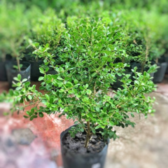 Buxus Sempervirens