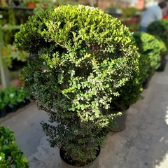 Buxus Bocha